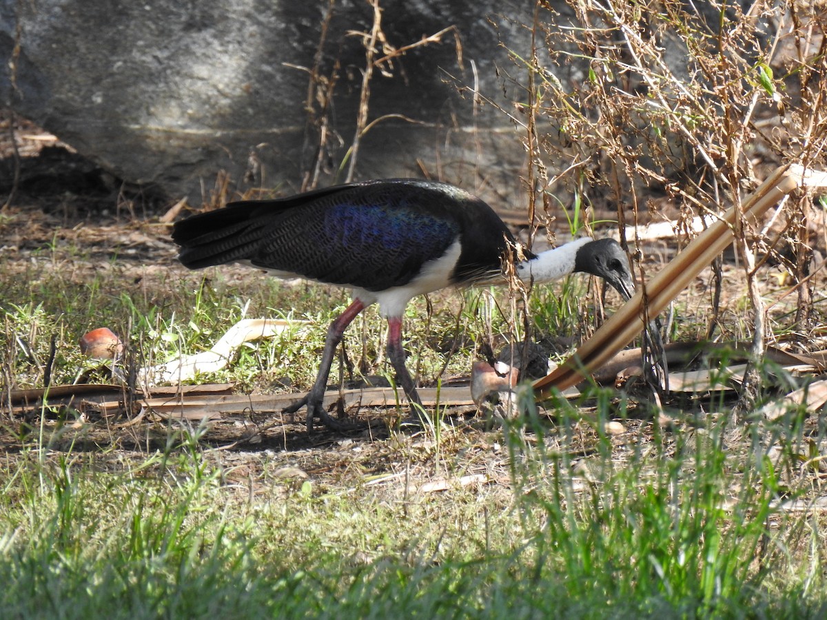 ibis slámokrký - ML618123725