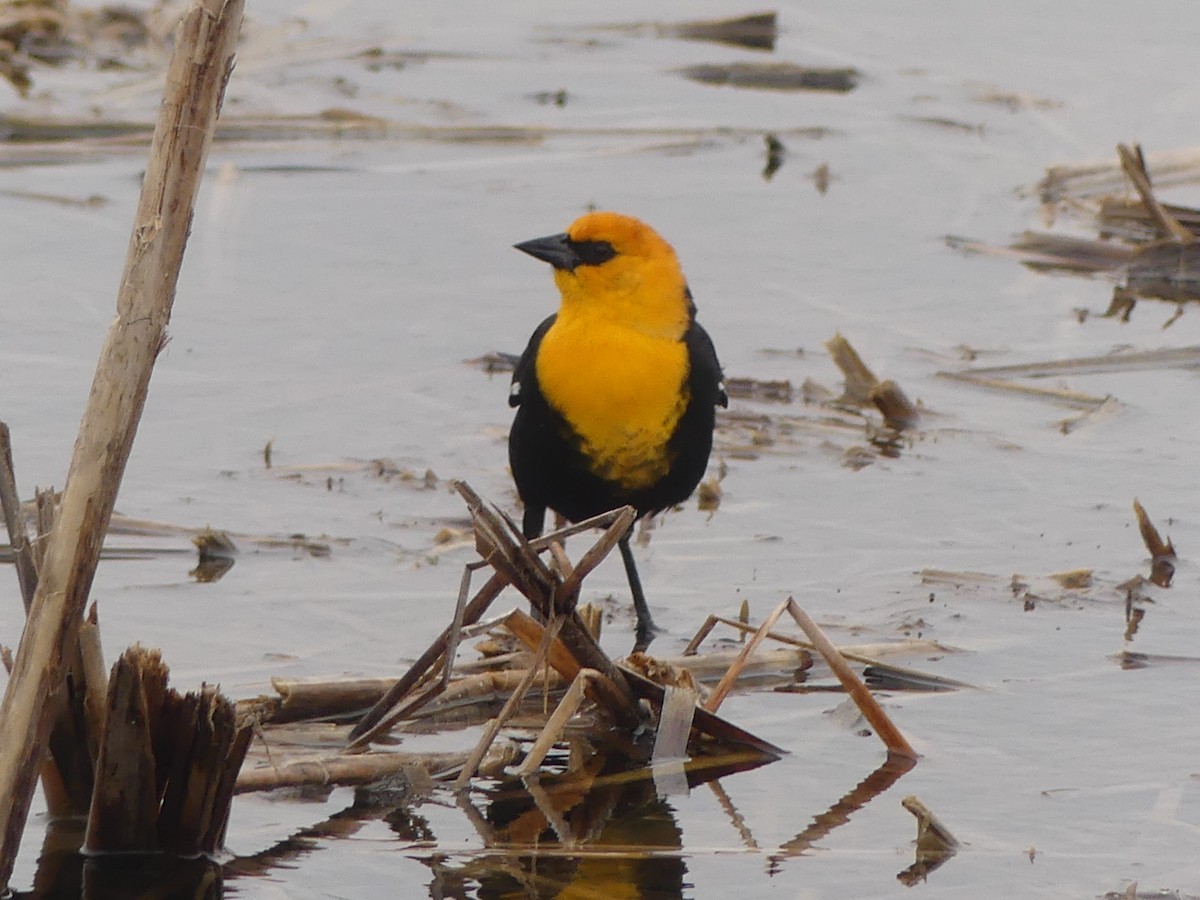 Yellow-headed Blackbird - Jonny Logas
