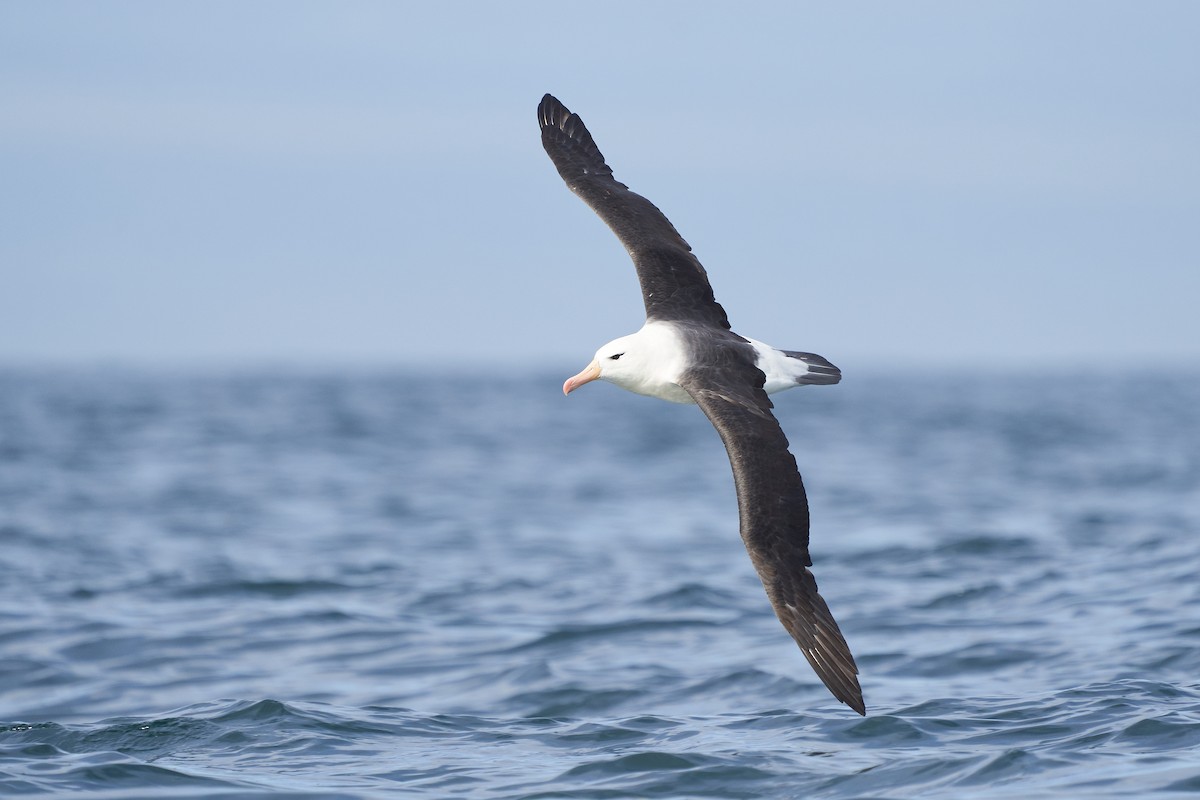 Black-browed Albatross - ML618123735