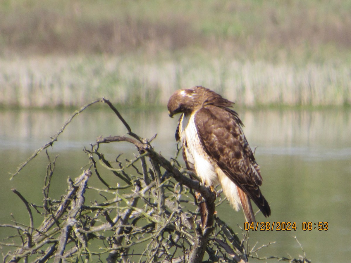 Red-tailed Hawk - ML618123751