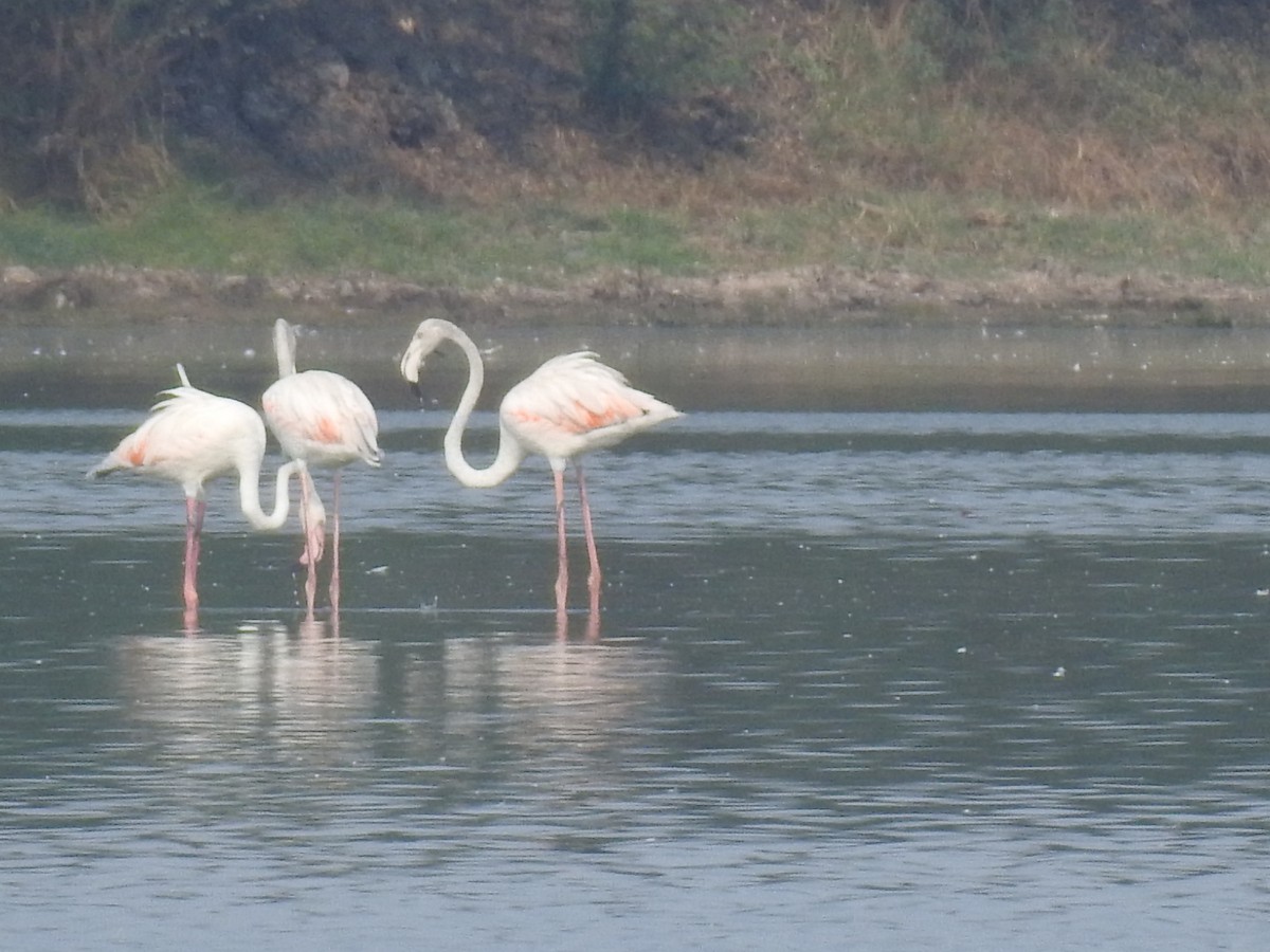Greater Flamingo - ML618123775