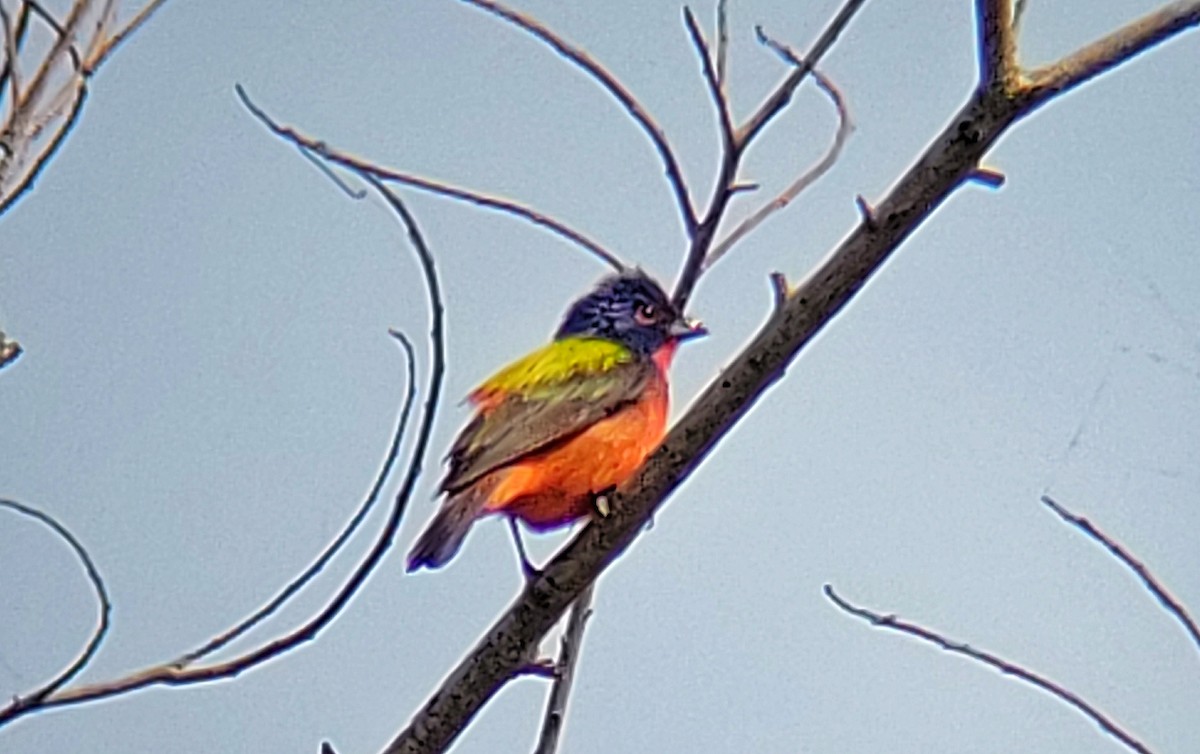 Painted Bunting - Arthur Gonzales