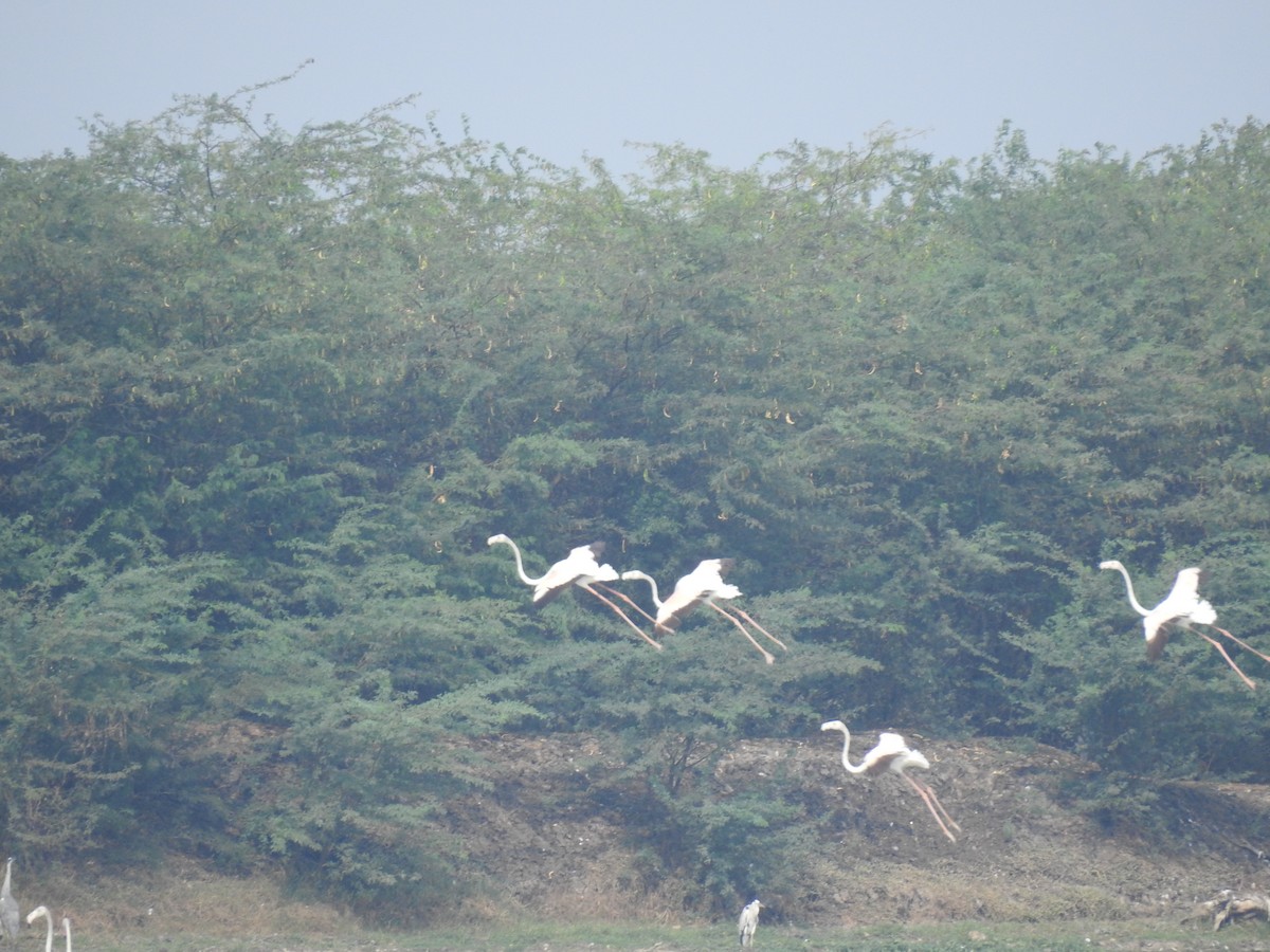 Greater Flamingo - Ramu Alluri