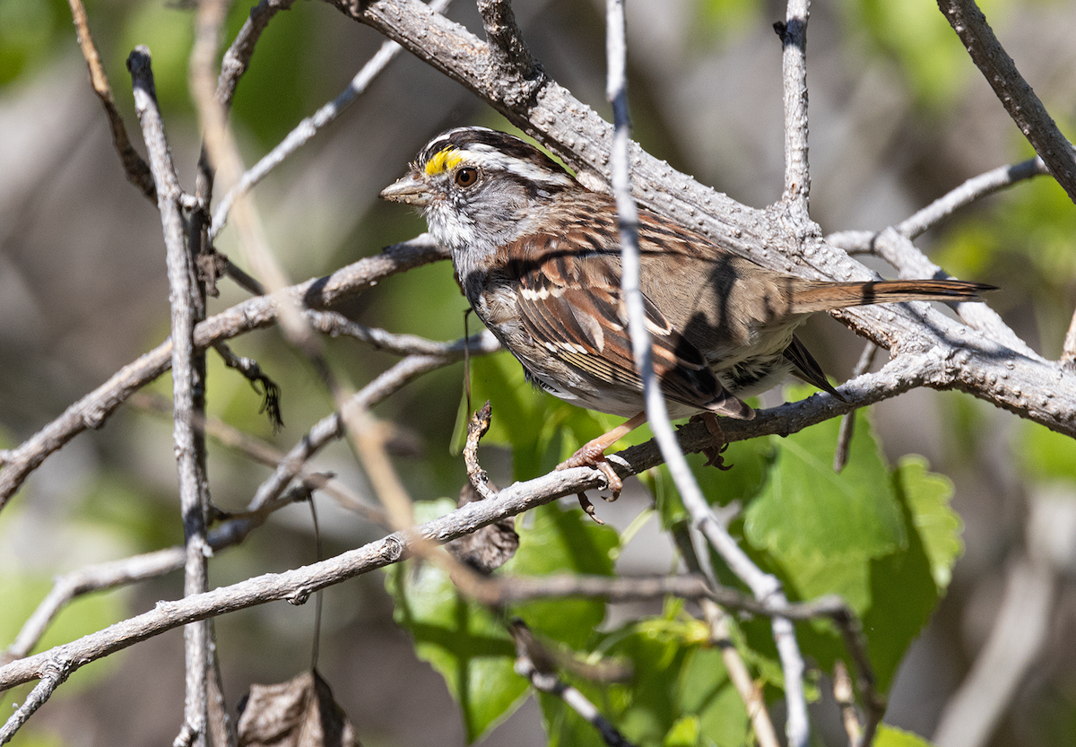White-throated Sparrow - ML618123825