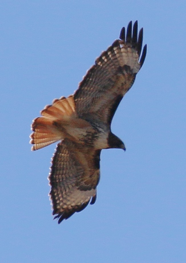 Red-tailed Hawk (calurus/alascensis) - ML618123827