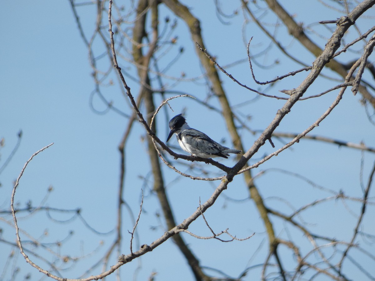 Belted Kingfisher - PJ M