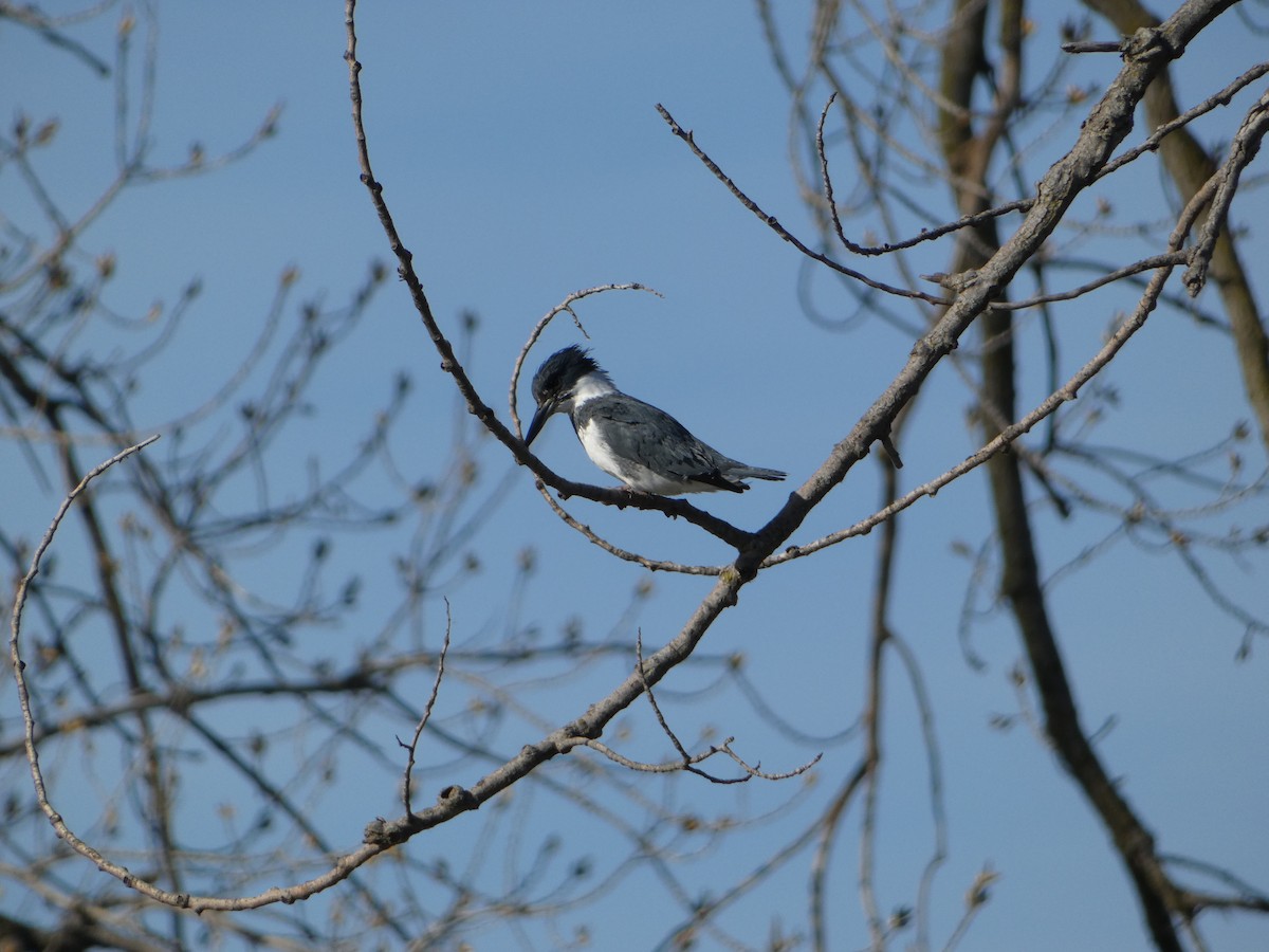Belted Kingfisher - ML618123838