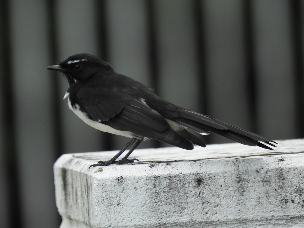 Willie-wagtail - ML618123852