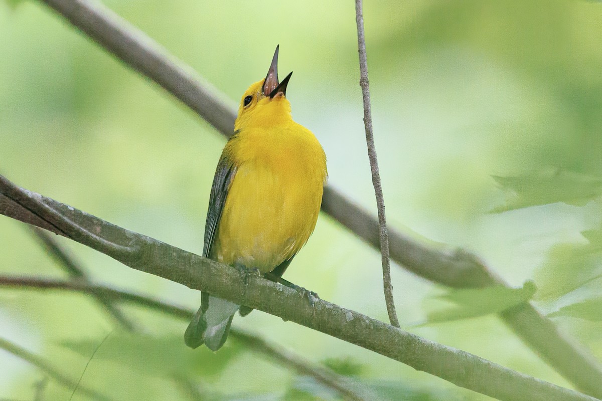 Prothonotary Warbler - ML618123876