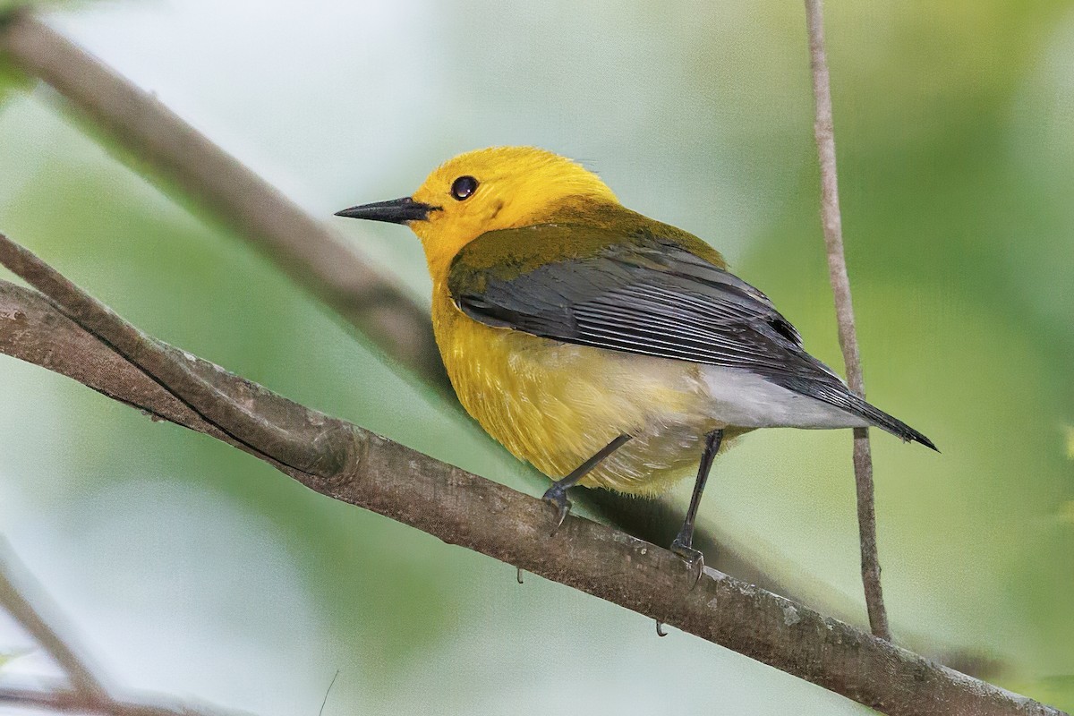 Prothonotary Warbler - ML618123877