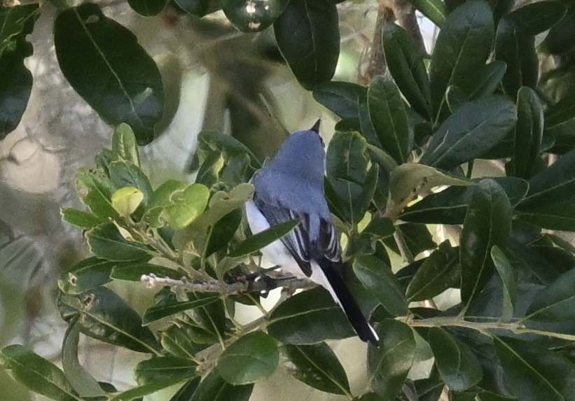 Blue-gray Gnatcatcher - ML618123891