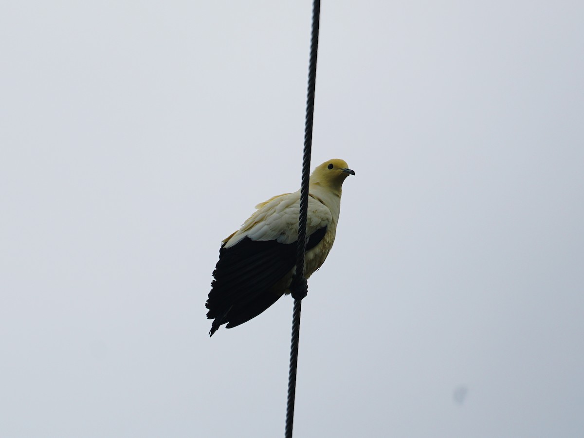Pied Imperial-Pigeon - ML618123923