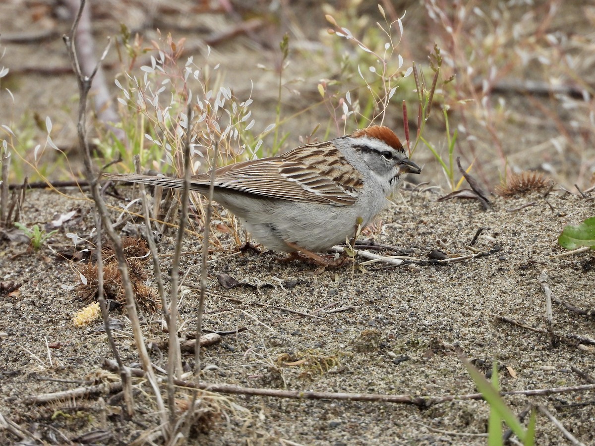 Chipping Sparrow - Allison Lake