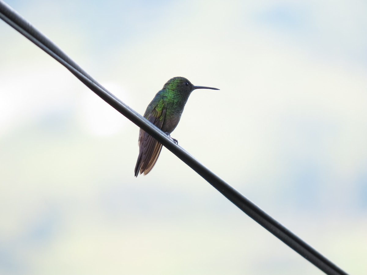 Green-bellied Hummingbird - Cristian Cufiño