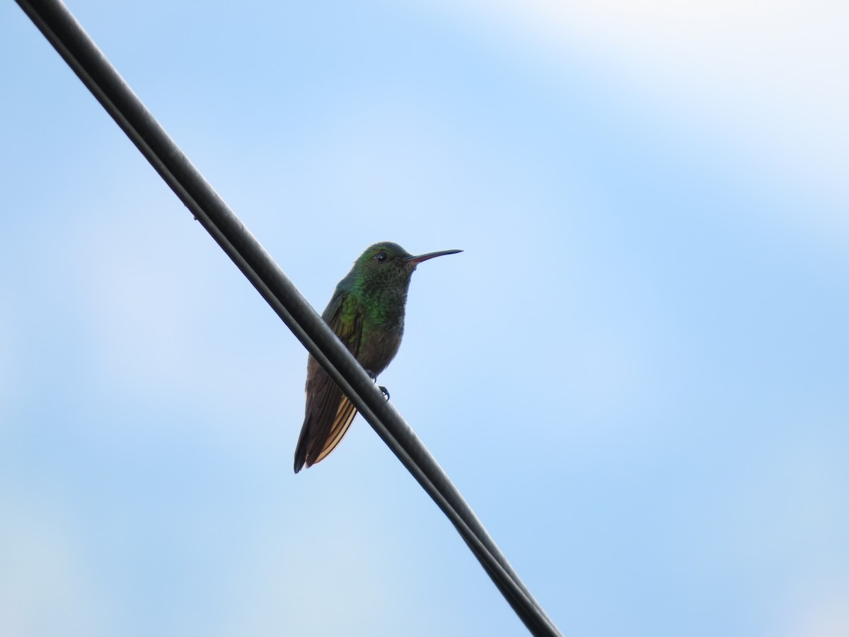 Green-bellied Hummingbird - Cristian Cufiño