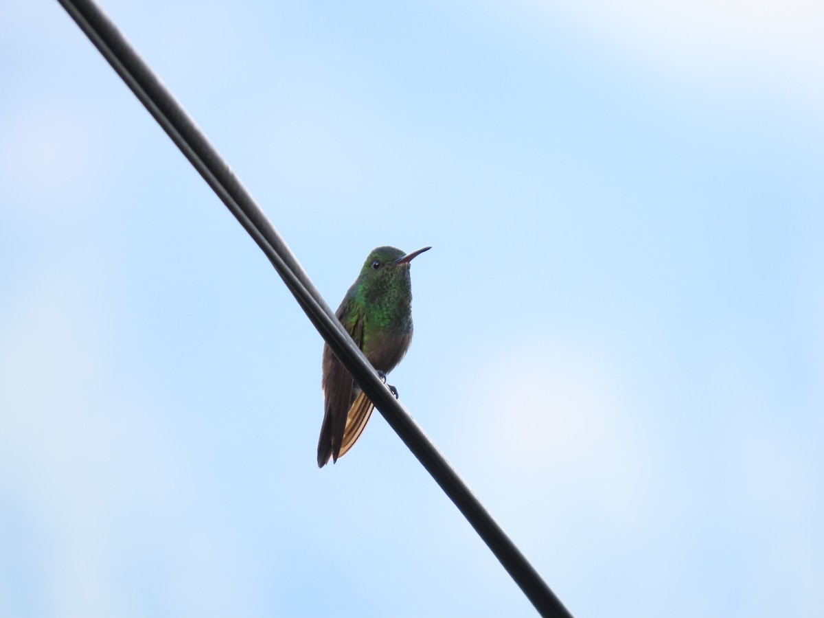 kolibřík zelenobřichý - ML618123950