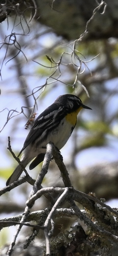 Yellow-throated Warbler - ML618123962