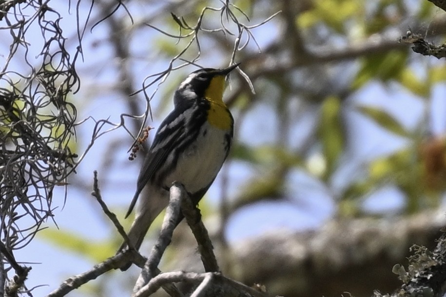 Yellow-throated Warbler - ML618123964