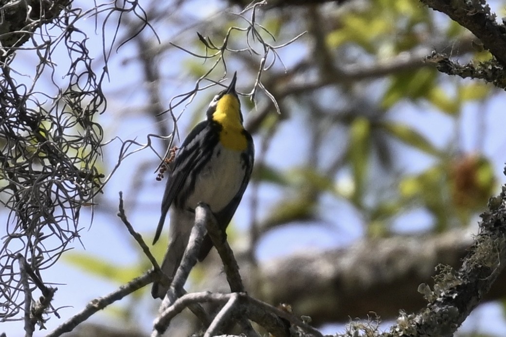 Yellow-throated Warbler - ML618123965