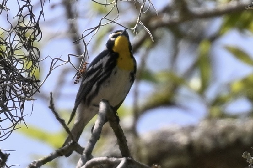 Yellow-throated Warbler - ML618123966