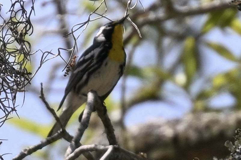 Yellow-throated Warbler - ML618123967