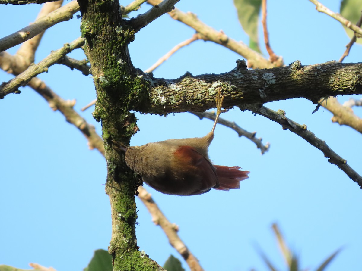 Crested Spinetail - Cristian Cufiño