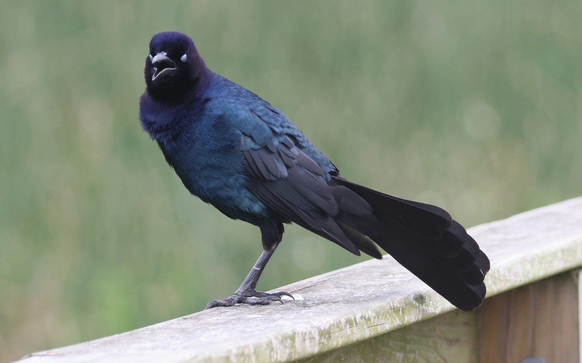Boat-tailed Grackle - ML618123978