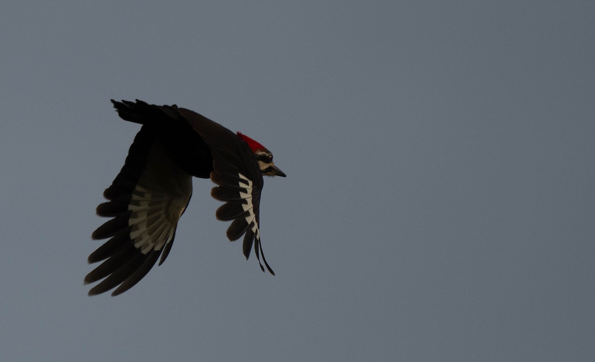 Pileated Woodpecker - Mandy Roberts