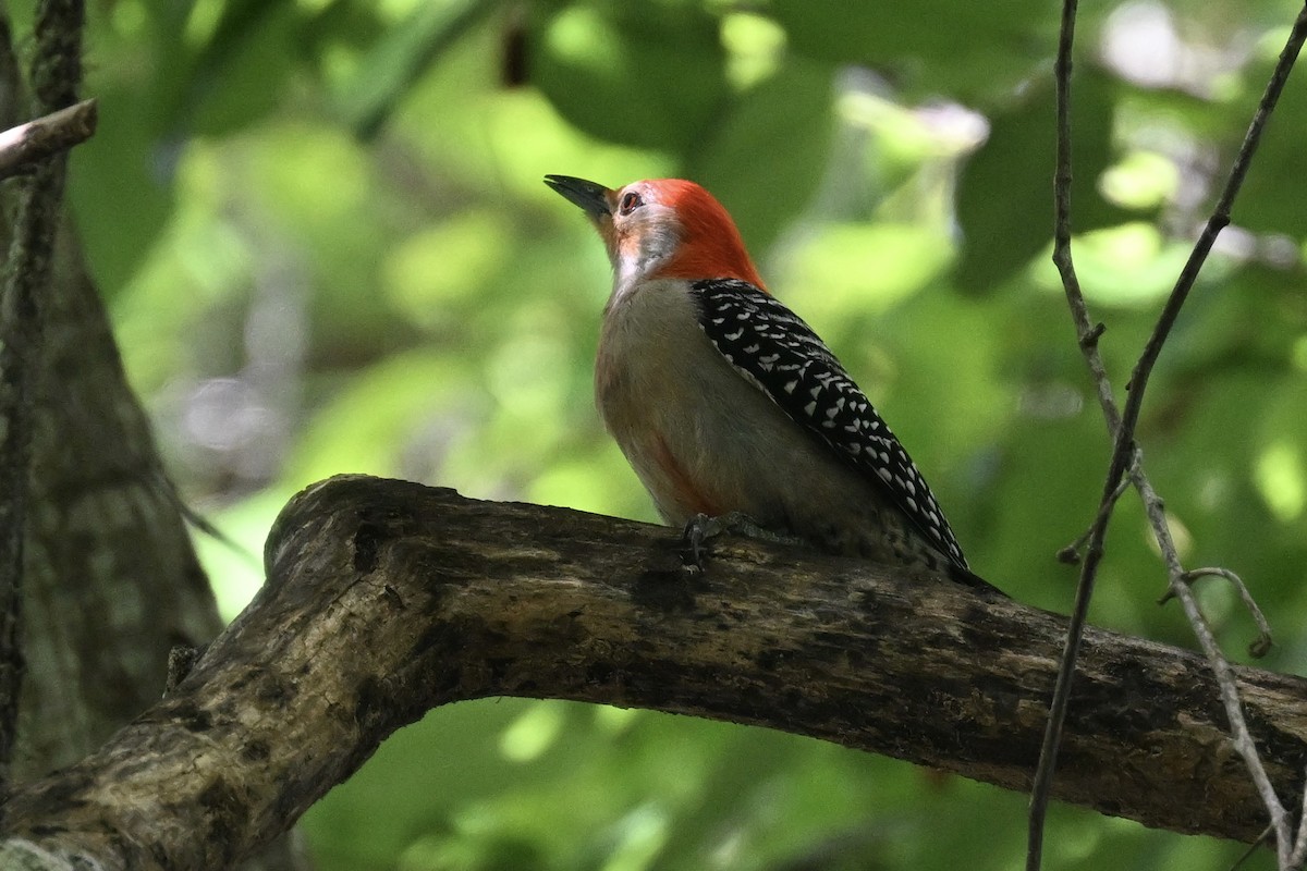 Red-bellied Woodpecker - ML618124049