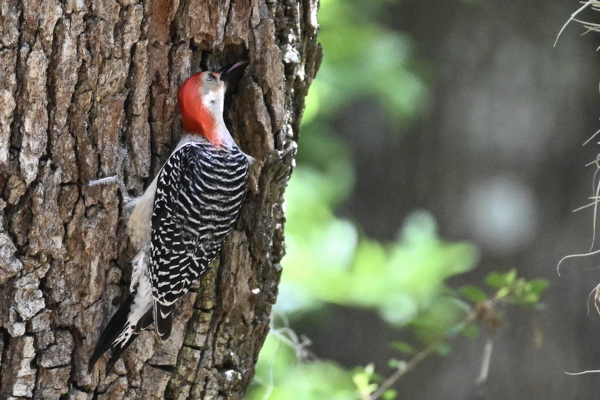 Red-bellied Woodpecker - Deborah Penrose