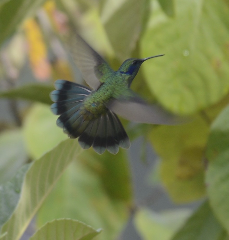 kolibřík modrouchý - ML618124053