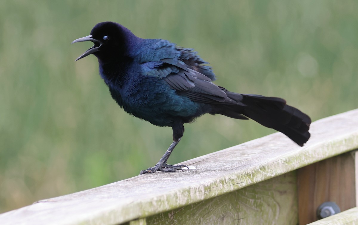 Boat-tailed Grackle - John Drummond