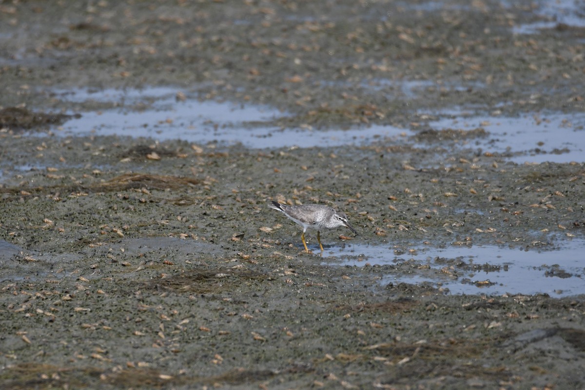 Gray-tailed Tattler - Anonymous