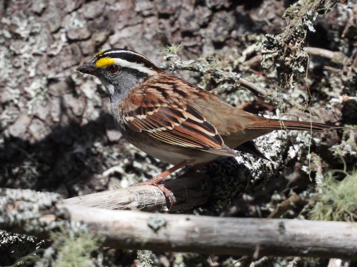 White-throated Sparrow - ML618124086