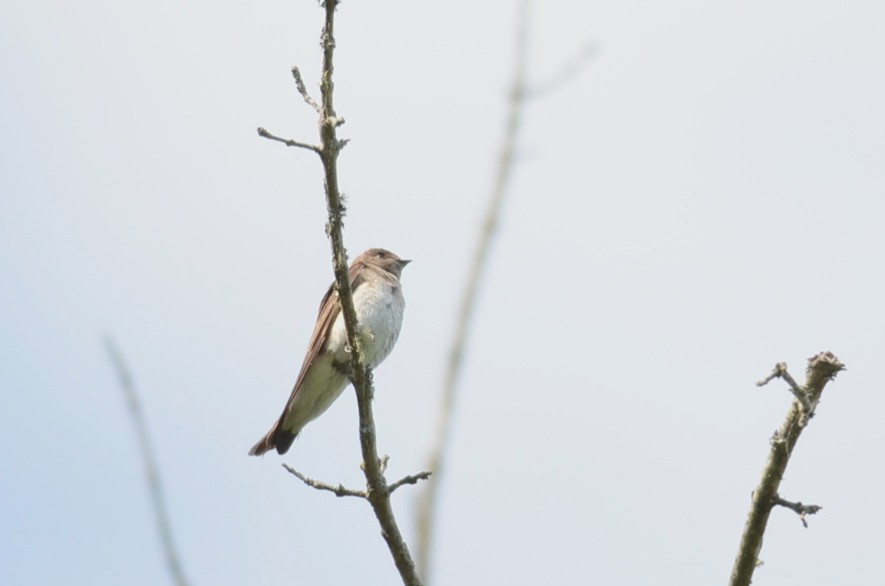 Northern Rough-winged Swallow - Emily Herrington