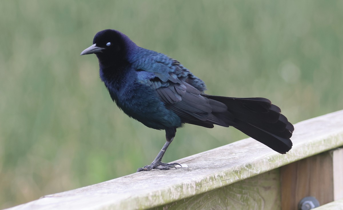 Boat-tailed Grackle - ML618124102