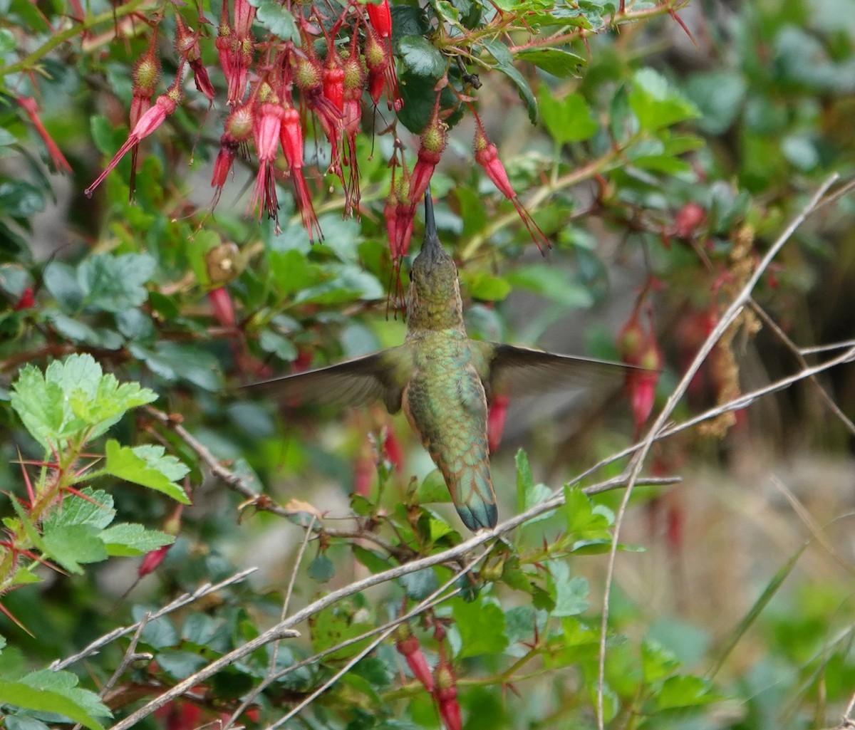 Rufous/Allen's Hummingbird - ML618124121