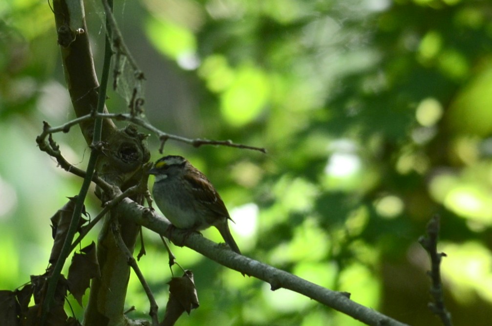 White-throated Sparrow - Emily Herrington