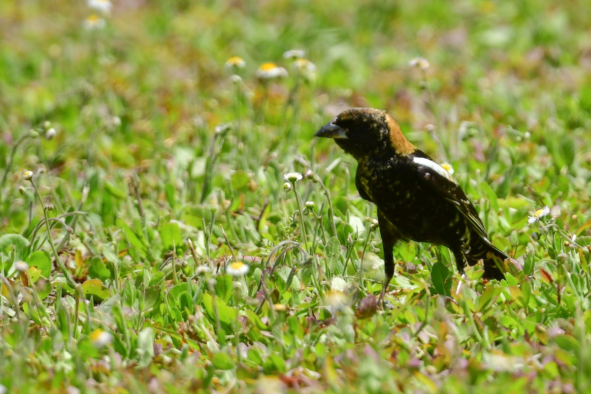 eBird Checklist 28 Apr 2024 Egmont Key NWR 26 species