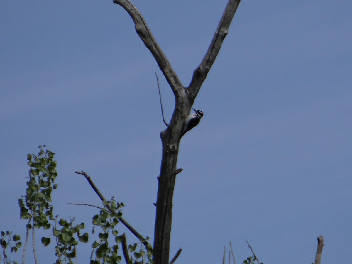 Hairy Woodpecker - ML618124139