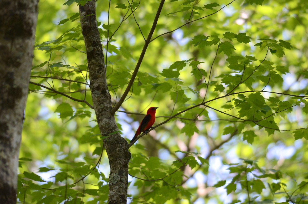Scarlet Tanager - ML618124153