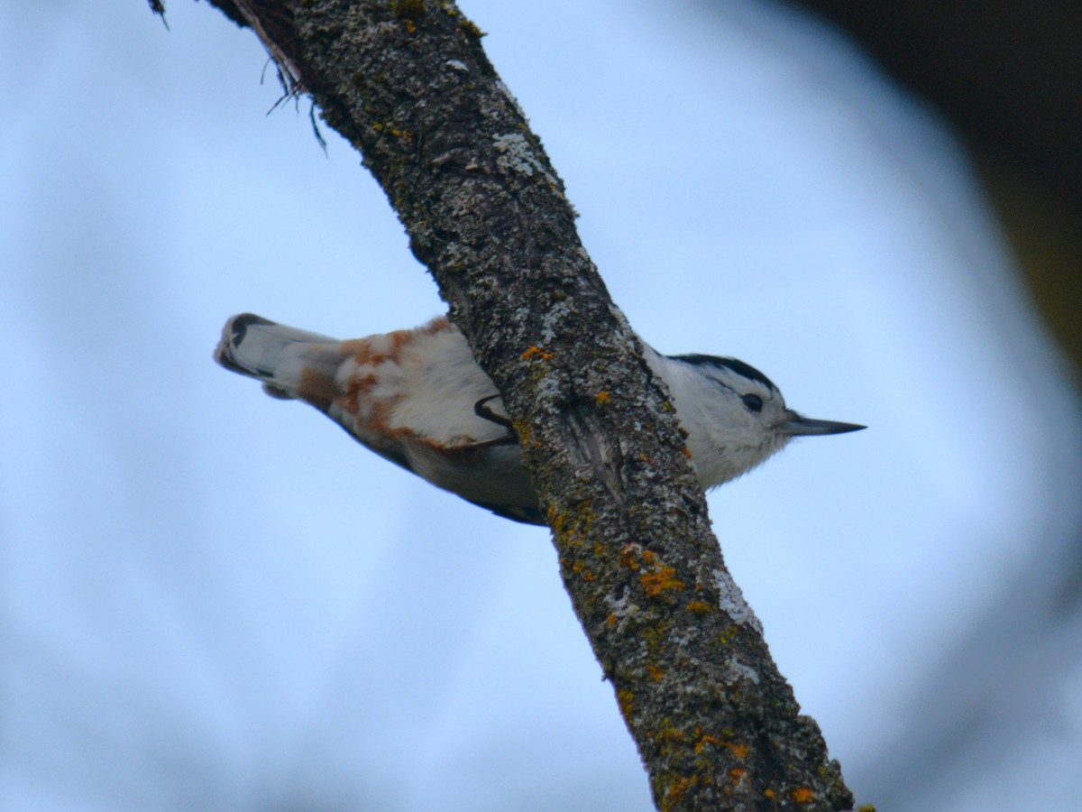 White-breasted Nuthatch - ML618124165