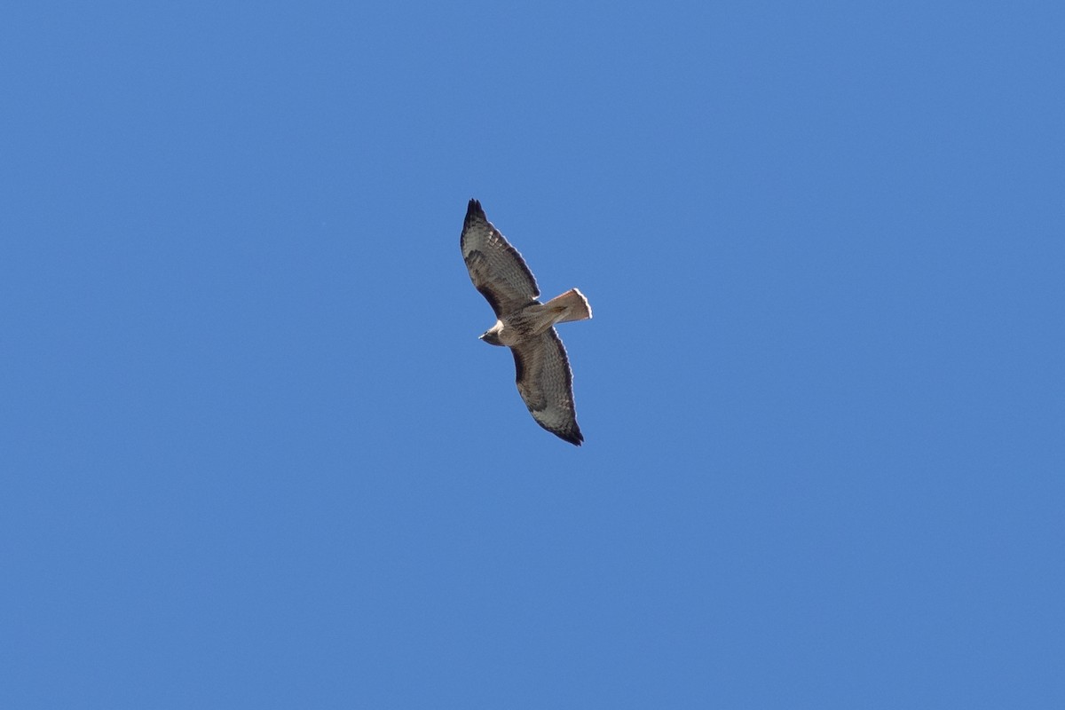 Red-tailed Hawk - ML618124192