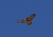 Red-tailed Hawk - Moe Bertrand