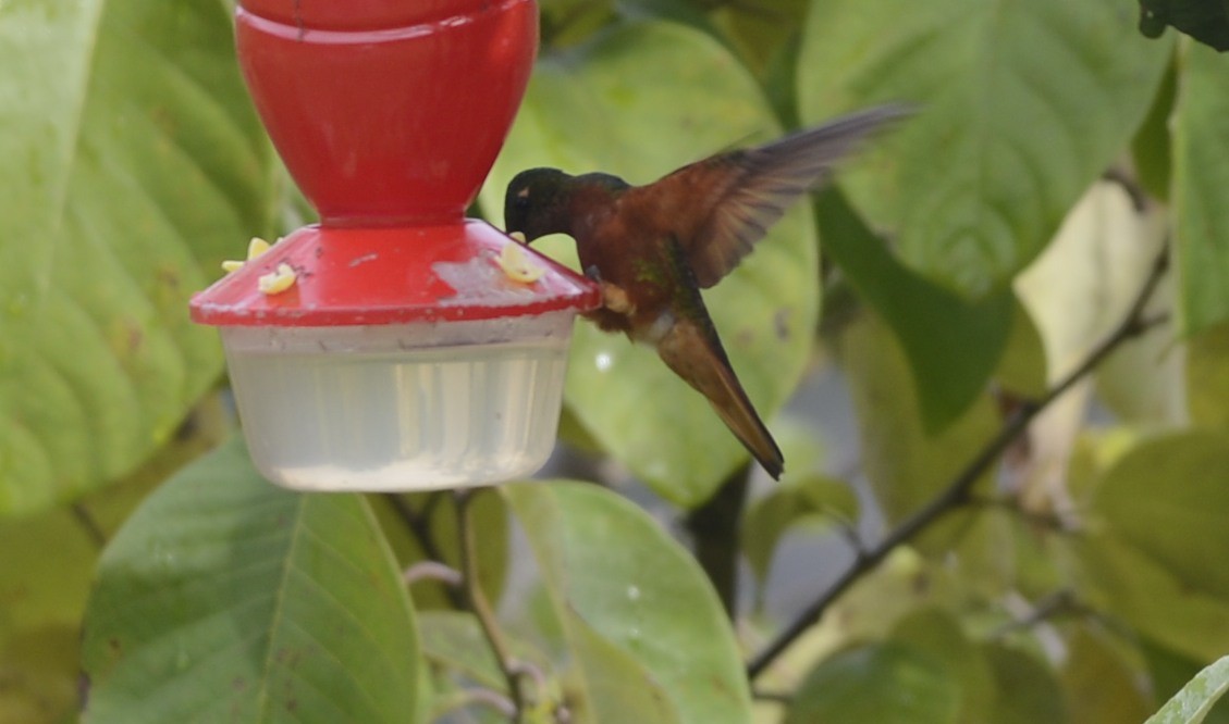 kolibřík peruánský - ML618124208
