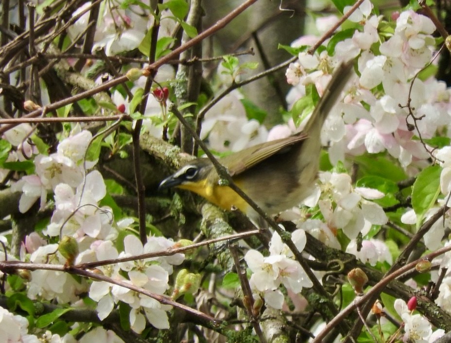 Yellow-breasted Chat - ML618124232