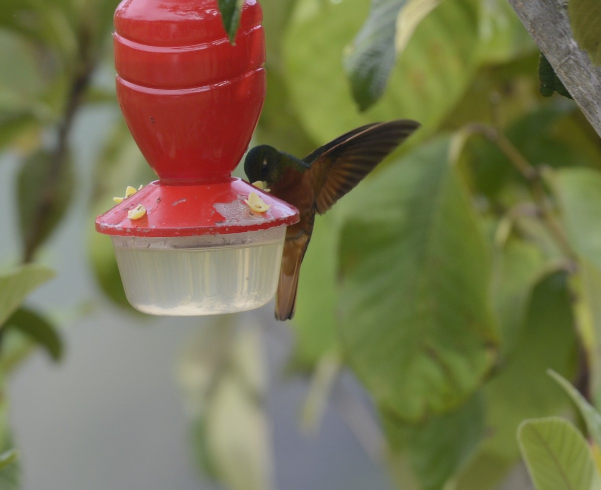 kolibřík peruánský - ML618124237