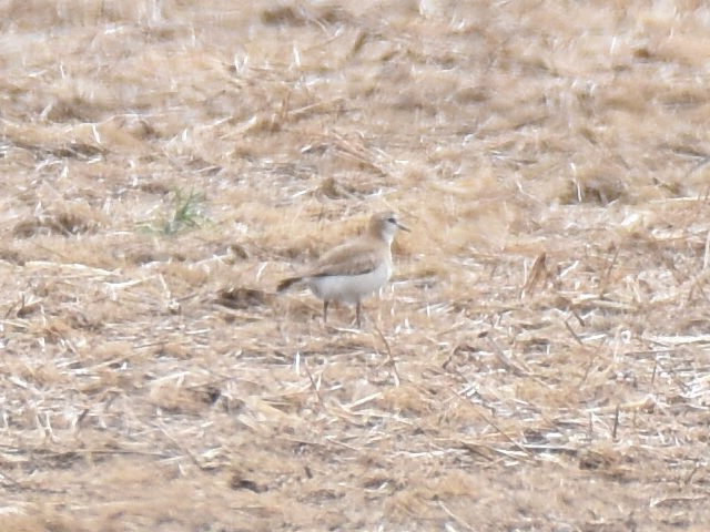Mountain Plover - Malcolm Gold