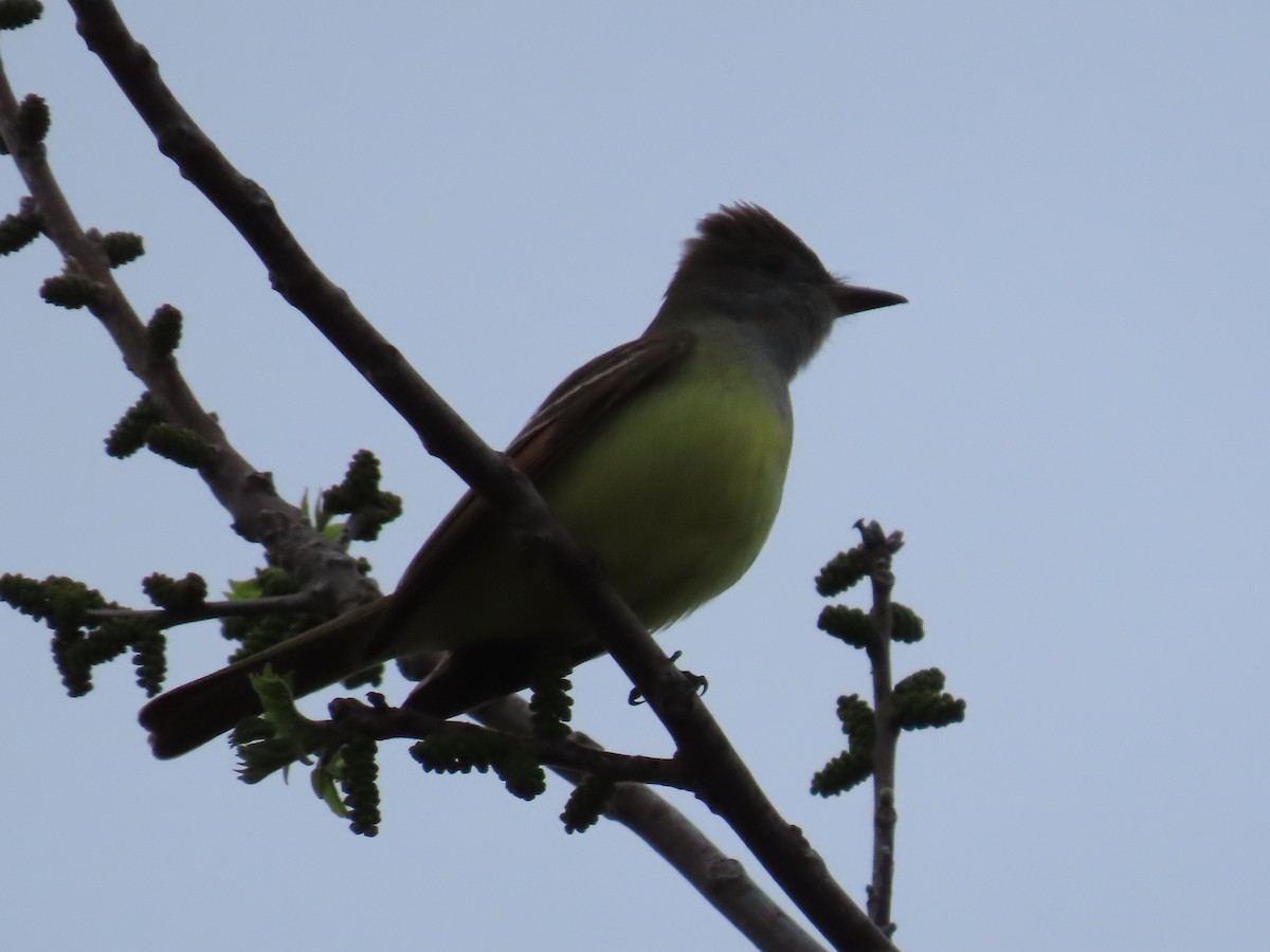 Great Crested Flycatcher - ML618124274