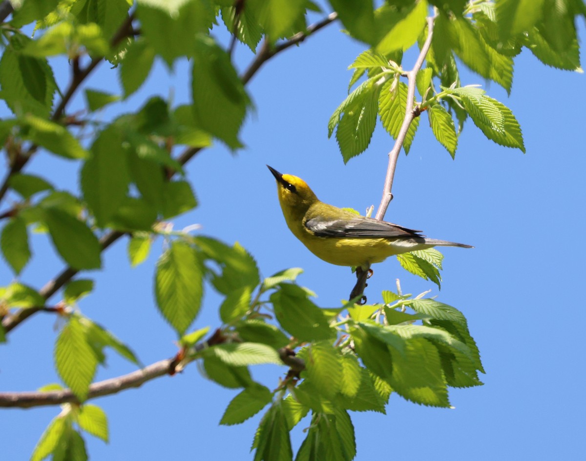 Blue-winged Warbler - Maria Pacheco